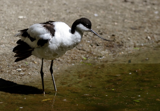 AVOCETTA - Avocet - Recurvirostra avosetta - Luogo: Parco della Salina di Cervia (RA) - Autore: Alvaro 