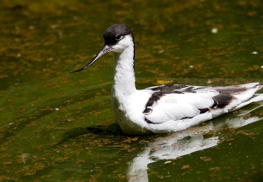 AVOCETTA - Avocet - Recurvirostra avosetta - Luogo: Riserva naturale Diaccia Botrona (GR) - Autore: Alvaro 