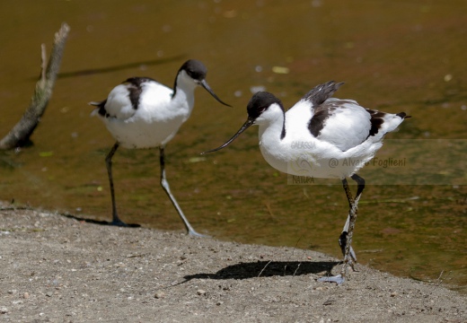 AVOCETTA - Avocet - Recurvirostra avosetta - Luogo: Parco della Salina di Cervia (RA) - Autore: Alvaro 