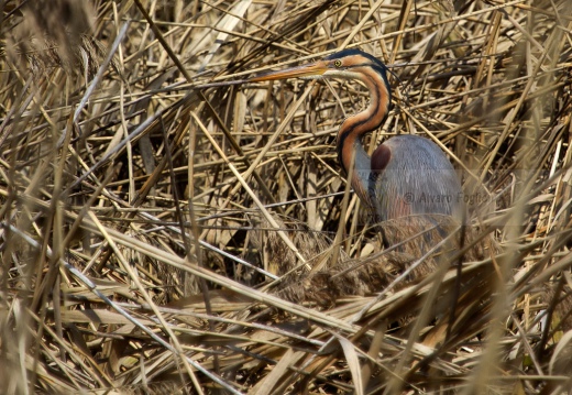 AIRONE ROSSO - Purple Heron - Ardea purpurea - Luogo: Oasi di Tivoli (MO) - Autore: Alvaro 