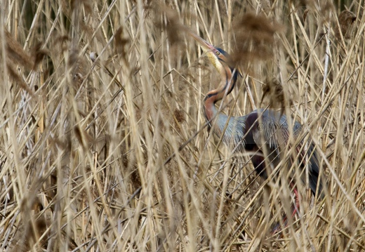 AIRONE ROSSO - Purple Heron - Ardea purpurea - Luogo: Oasi di Tivoli (MO) - Autore: Alvaro 