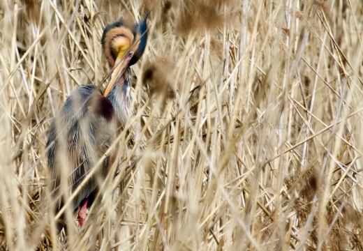 AIRONE ROSSO - Purple Heron - Ardea purpurea - Luogo: Oasi di Tivoli (MO) - Autore: Alvaro 