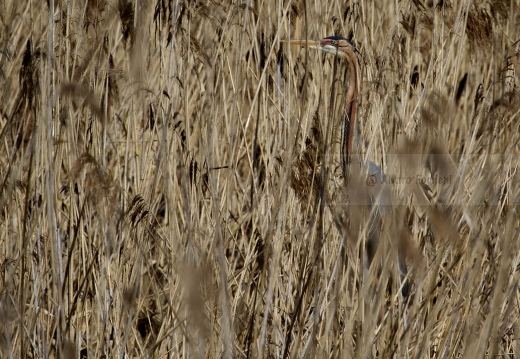 AIRONE ROSSO - Purple Heron - Ardea purpurea - Luogo: Oasi di Tivoli (MO) - Autore: Alvaro 