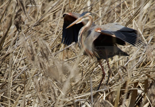 AIRONE ROSSO - Purple Heron - Ardea purpurea - Luogo: Oasi di Tivoli (MO) - Autore: Alvaro 