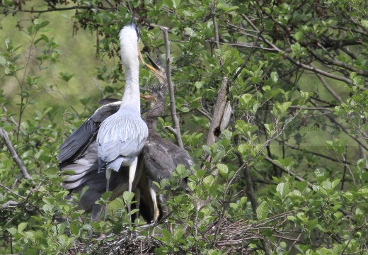 AIRONE CENERINO - Grey Heron - Ardea cinerea - Luogo: Garzaia di Celpenchio (PV) - Autore: Alvaro
