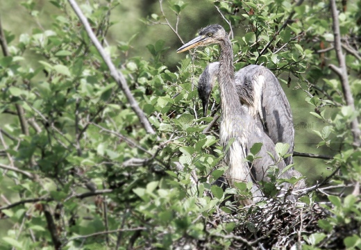 AIRONE CENERINO - Grey Heron - Ardea cinerea - Luogo: Garzaia di Celpenchio (PV) - Autore: Alvaro