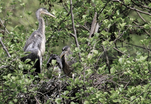 AIRONE CENERINO - Grey Heron - Ardea cinerea - Luogo: Garzaia di Celpenchio (PV) - Autore: Alvaro