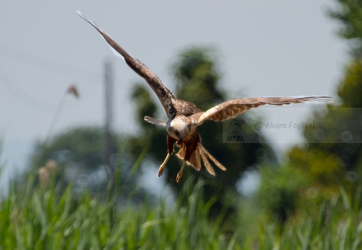 FALCO DI PALUDE - Marsh Harrier - Circus aeruginosus - Luogo: Oasi di Tivoli (MO) - Autore: Alvaro 