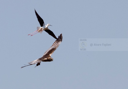 FALCO DI PALUDE - Marsh Harrier - Circus aeruginosus - Luogo: Oasi di Tivoli (MO) - Autore: Alvaro 