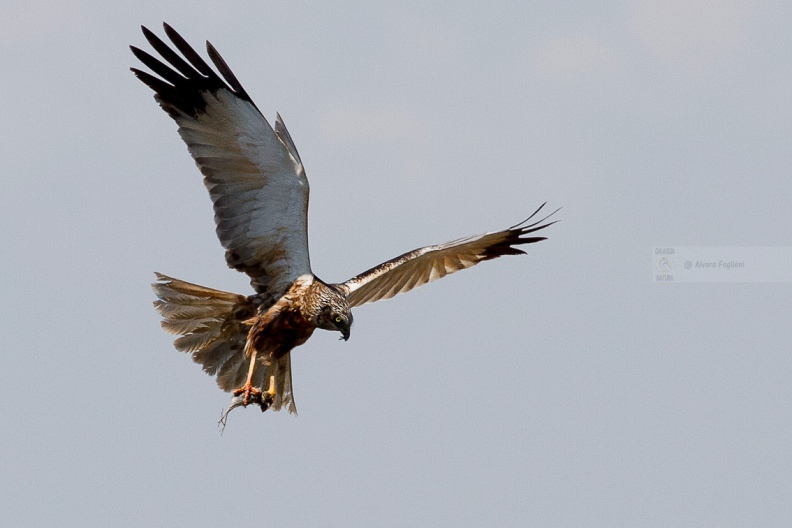 FALCO DI PALUDE - Marsh Harrier - Circus aeruginosus - Luogo: Oasi di Tivoli (MO) - Autore: Alvaro 