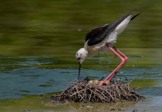 CAVALIERE D'ITALIA, Black-winged Stilt, Himantopus himantopus - Luogo: Oasi di Tivoli (MO) - Autore: Alvaro