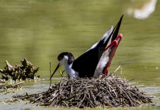 CAVALIERE D'ITALIA, Black-winged Stilt, Himantopus himantopus - Luogo: Oasi di Tivoli (MO) - Autore: Alvaro