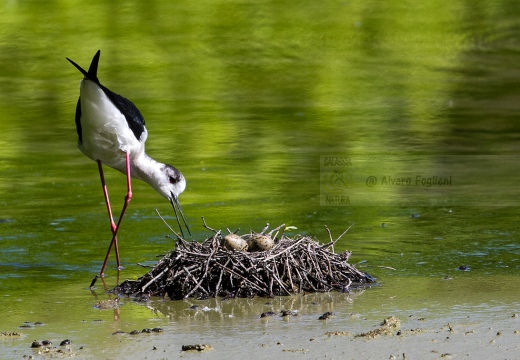 CAVALIERE D'ITALIA, Black-winged Stilt, Himantopus himantopus - Luogo: Oasi di Tivoli (MO) - Autore: Alvaro
