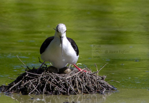 CAVALIERE D'ITALIA, Black-winged Stilt, Himantopus himantopus - Luogo: Oasi di Tivoli (MO) - Autore: Alvaro