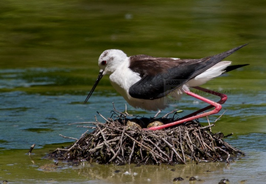 CAVALIERE D'ITALIA, Black-winged Stilt, Himantopus himantopus - Luogo: Oasi di Tivoli (MO) - Autore: Alvaro