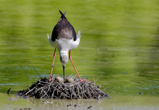 CAVALIERE D'ITALIA, Black-winged Stilt, Himantopus himantopus - Luogo: Oasi di Tivoli (MO) - Autore: Alvaro