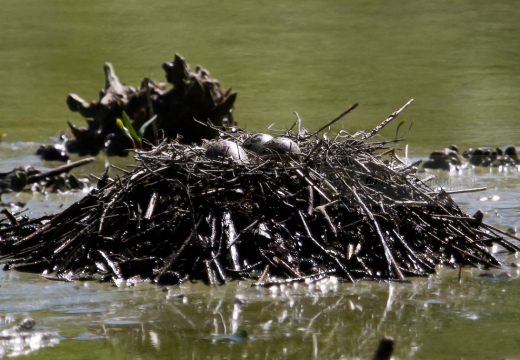 CAVALIERE D'ITALIA, Black-winged Stilt, Himantopus himantopus - Luogo: Oasi di Tivoli (MO) - Autore: Alvaro