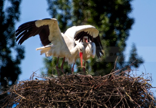 CICOGNA BIANCA - White Stork - Ciconia ciconia - Luogo: San Zenone al Lambro  (MI) - Autore: Alvaro 