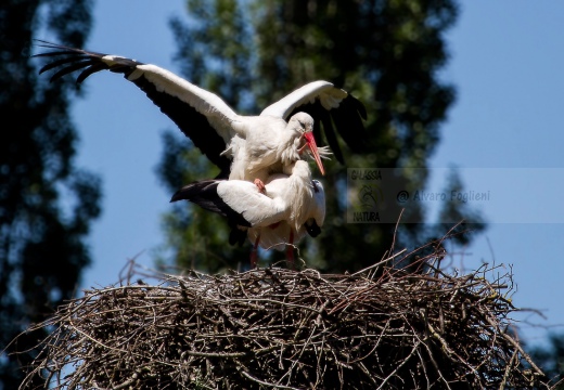 CICOGNA BIANCA - White Stork - Ciconia ciconia - Luogo: San Zenone al Lambro  (MI) - Autore: Alvaro 