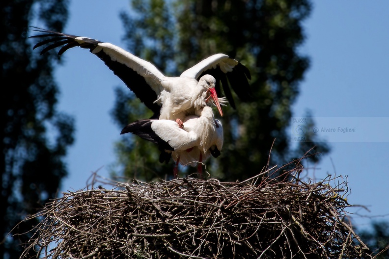 CICOGNA BIANCA - White Stork - Ciconia ciconia - Luogo: San Zenone al Lambro  (MI) - Autore: Alvaro 