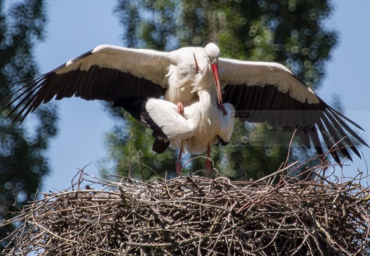 CICOGNA BIANCA - White Stork - Ciconia ciconia - Luogo: San Zenone al Lambro  (MI) - Autore: Alvaro 