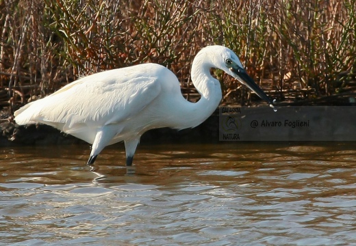 GARZETTA - Little Egret - Egretta garzetta - Luogo: Paludi di Ostiglia (MN) - Autore: Alvaro 