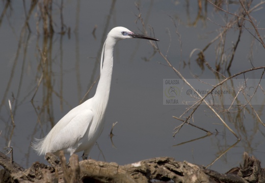 GARZETTA - Little Egret - Egretta garzetta - Luogo: Paludi di Ostiglia (MN) - Autore: Alvaro 