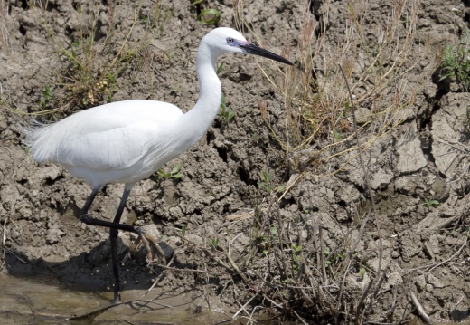 GARZETTA - Little Egret - Egretta garzetta - Luogo: Paludi di Ostiglia (MN) - Autore: Alvaro 