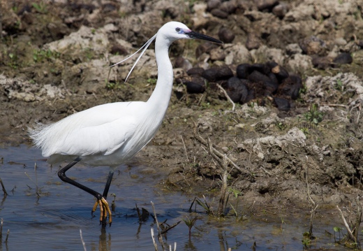 GARZETTA - Little Egret - Egretta garzetta - Luogo: Paludi di Ostiglia (MN) - Autore: Alvaro 