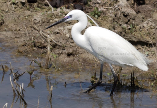 GARZETTA - Little Egret - Egretta garzetta - Luogo: Paludi di Ostiglia (MN) - Autore: Alvaro 