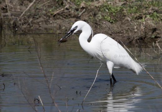 GARZETTA - Little Egret - Egretta garzetta - Luogo: Paludi di Ostiglia (MN) - Autore: Alvaro 