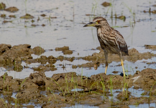 NITTICORA (Giovane) - Night Heron - Nycticorax nycticorax - Luogo: Oasi della Fitodepureazione “Le Meleghine” (MO) - Autore: Alvaro 