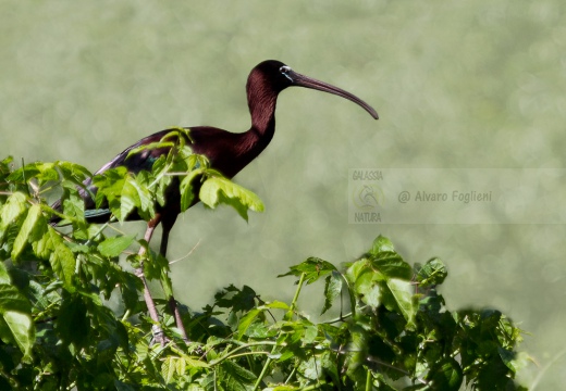 MIGNATTAIO - Glossy Ibis - Plegadis falcinellus - Luogo: Golena di Ca' Pisani (RO) - Autore: Alvaro 