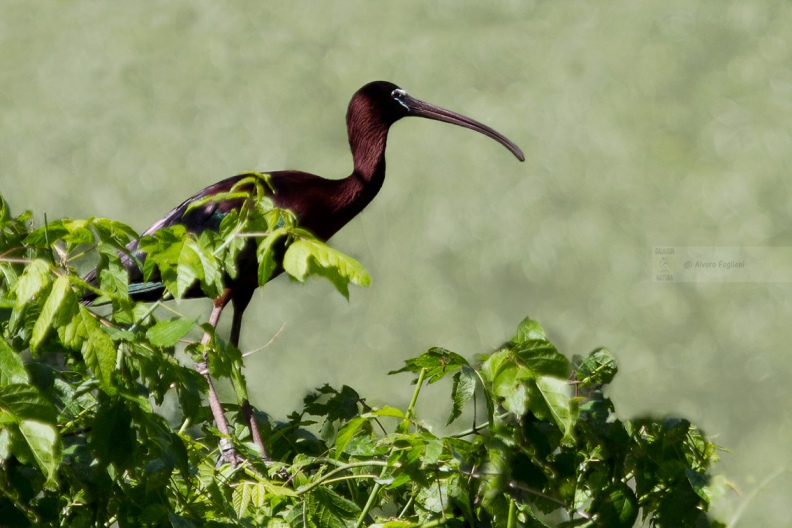 MIGNATTAIO - Glossy Ibis - Plegadis falcinellus - Luogo: Golena di Ca' Pisani (RO) - Autore: Alvaro 