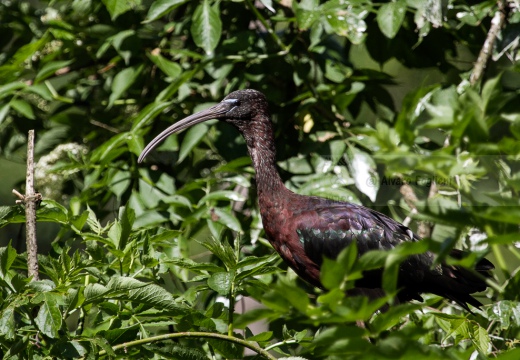 MIGNATTAIO - Glossy Ibis - Plegadis falcinellus - Luogo: Golena di Ca' Pisani (RO) - Autore: Alvaro 