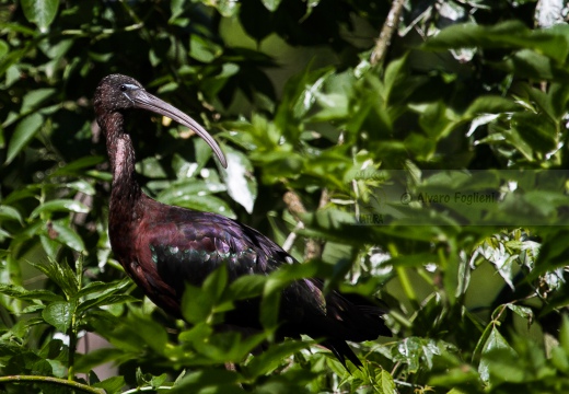 MIGNATTAIO - Glossy Ibis - Plegadis falcinellus - Luogo: Golena di Ca' Pisani (RO) - Autore: Alvaro 