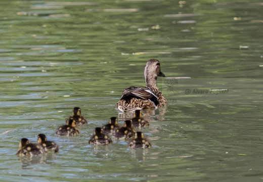 GERMANO REALE - Mallard - Anas platyrhynchos - Luogo: Palude di Ostiglia (MN) - Autore: Alvaro 