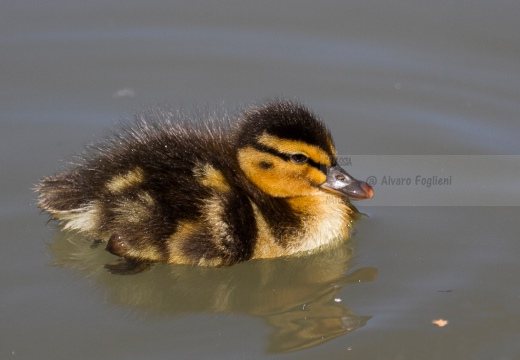 GERMANO REALE - Mallard - Anas platyrhynchos - Luogo: Palude di Ostiglia (MN) - Autore: Alvaro 