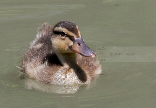 GERMANO REALE - Mallard - Anas platyrhynchos - Luogo: Palude di Ostiglia (MN) - Autore: Alvaro 