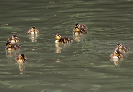 GERMANO REALE - Mallard - Anas platyrhynchos - Luogo: Palude di Ostiglia (MN) - Autore: Alvaro 
