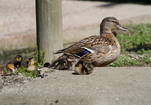 GERMANO REALE - Mallard - Anas platyrhynchos - Luogo: Palude di Ostiglia (MN) - Autore: Alvaro 