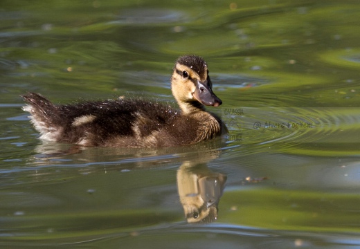 GERMANO REALE - Mallard - Anas platyrhynchos - Luogo: Palude di Ostiglia (MN) - Autore: Alvaro 