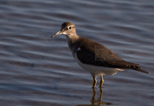 PIRO PIRO PICCOLO, Common Sandpiper, Actitis hypoleucos