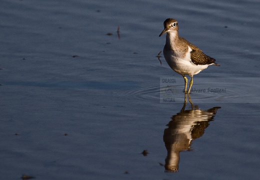 PIRO PIRO PICCOLO, Common Sandpiper, Actitis hypoleucos