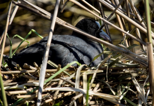 FOLAGA - Coot - Fulica atra - Luogo: Oasi Tivoli (MO) - Autore: Alvaro
