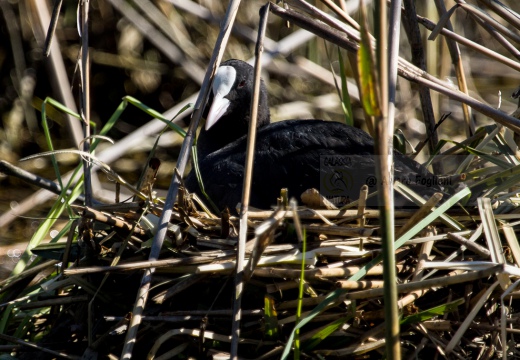 FOLAGA - Coot - Fulica atra - Luogo: Oasi Tivoli (MO) - Autore: Alvaro
