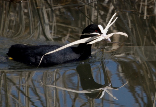 FOLAGA - Coot - Fulica atra - Luogo: Oasi Tivoli (MO) - Autore: Alvaro