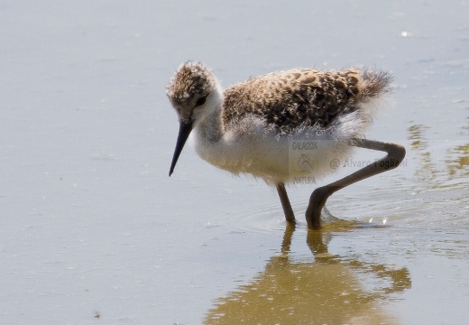 CAVALIERE D'ITALIA, Black-winged Stilt, Himantopus himantopus - Luogo: Oasi di Tivoli  (GR) - Autore: Alvaro 