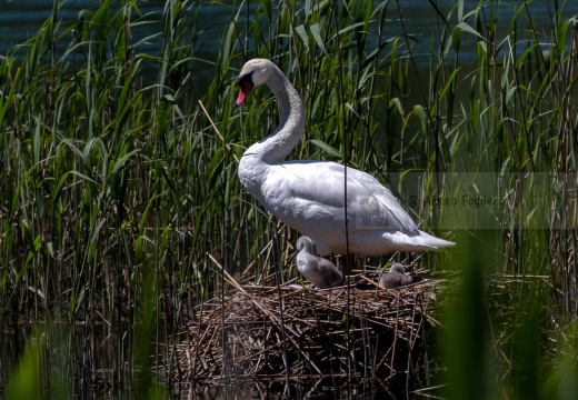 CIGNO REALE  - Mute Swan - Cygnus olor - Luogo: Oasi Alberone (BG) - Autore: Alvaro - 