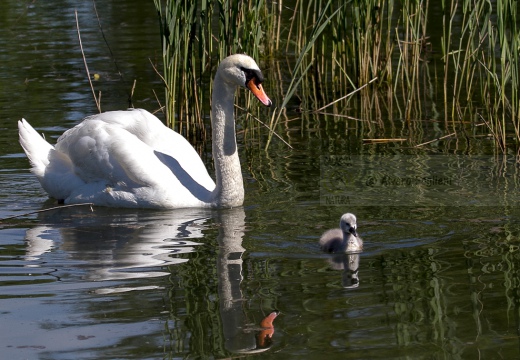 CIGNO REALE  - Mute Swan - Cygnus olor - Luogo: Oasi Alberone (BG) - Autore: Alvaro - 
